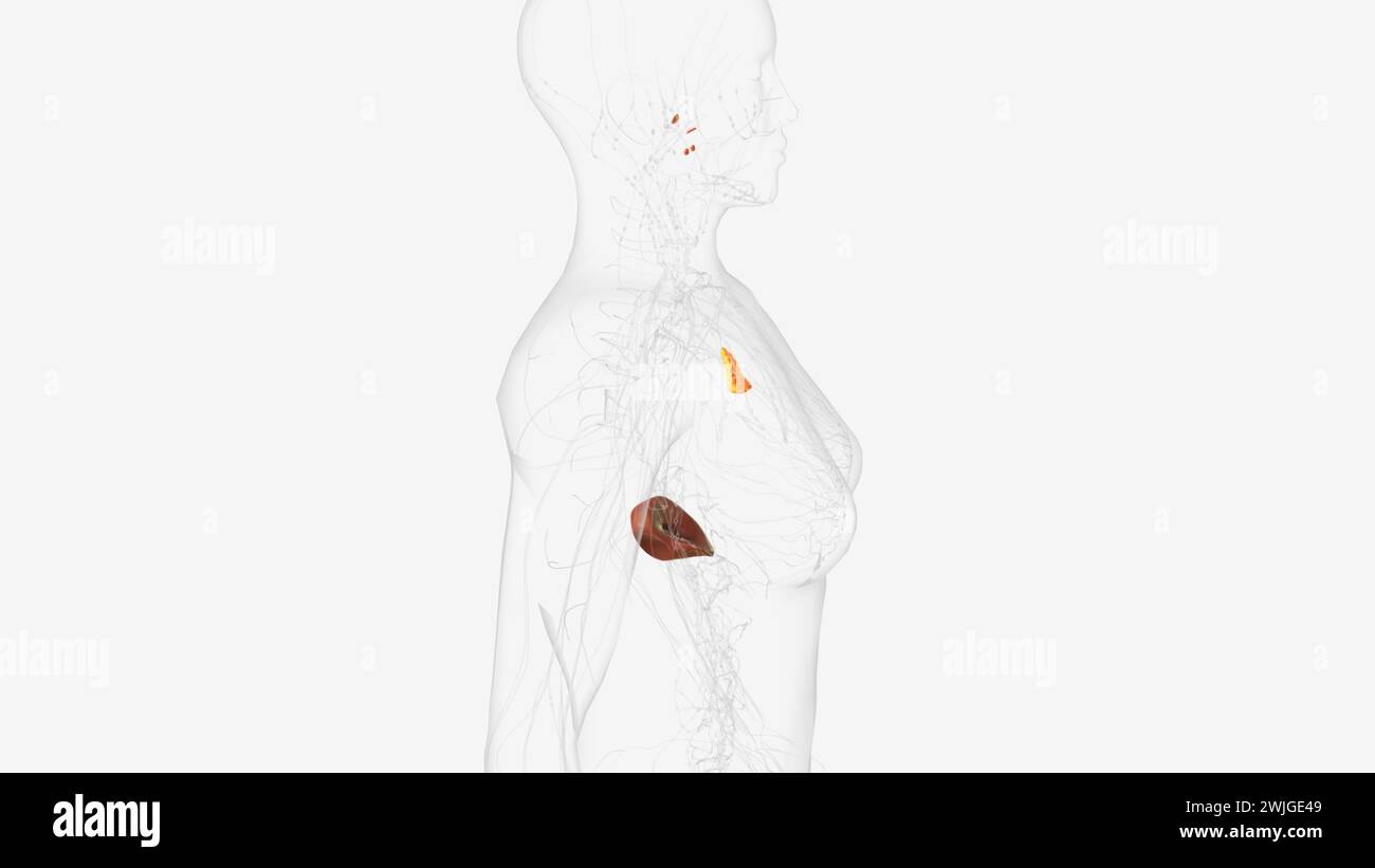 Il sistema linfatico, o sistema linfoide, è un sistema di organi nei vertebrati che fa parte del sistema immunitario illustrazione 3d. Foto Stock