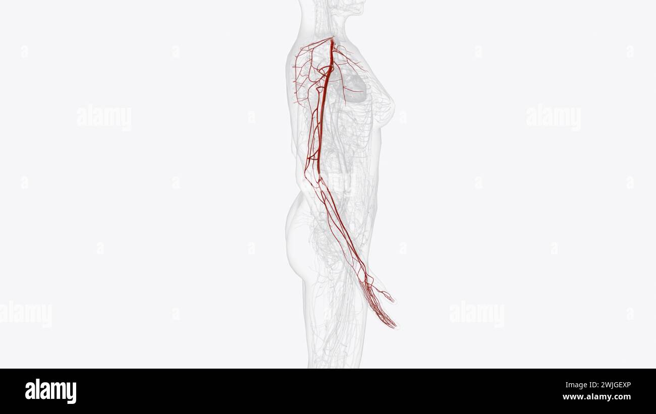 Illustrazione 3d delle arterie dell'arto inferiore destro Foto Stock