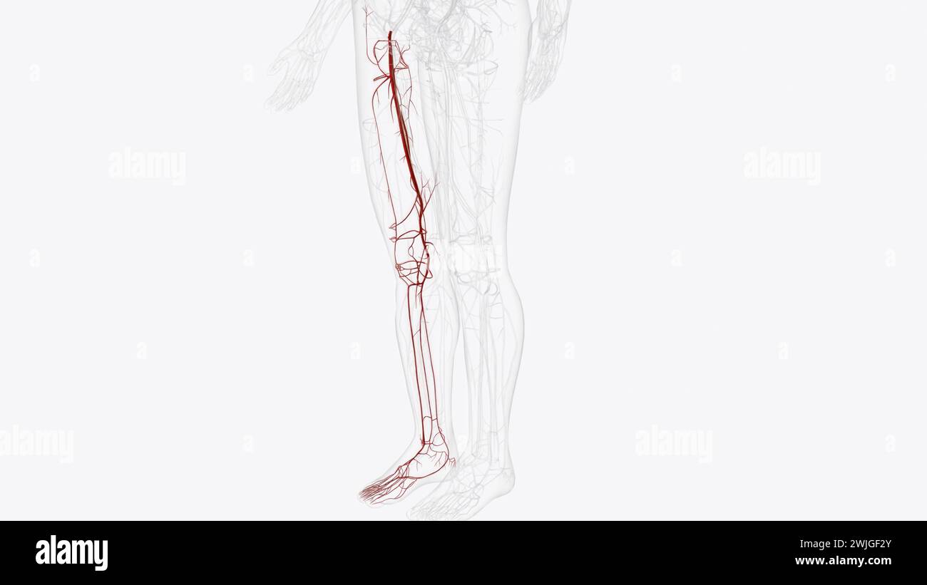 Illustrazione 3d delle arterie dell'arto inferiore destro Foto Stock