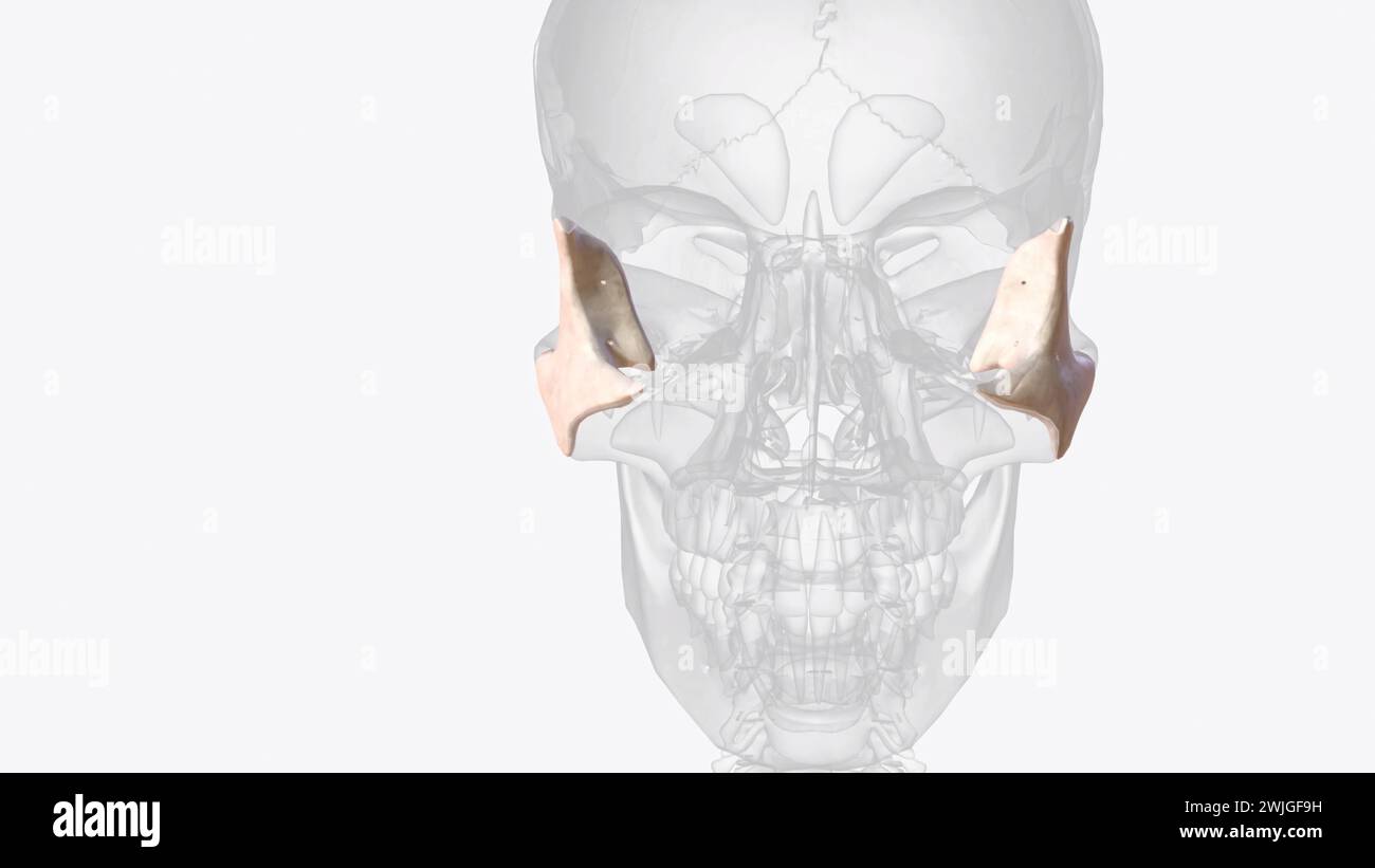L'osso zigomatico (o zigoma) è un osso irregolare accoppiato che definisce le porzioni anteriore e laterale dell'illustrazione 3d del volto Foto Stock