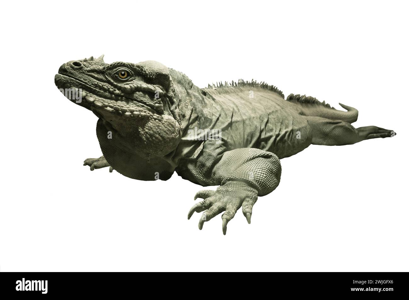 iguana di rinoceronte isolata su sfondo bianco Foto Stock