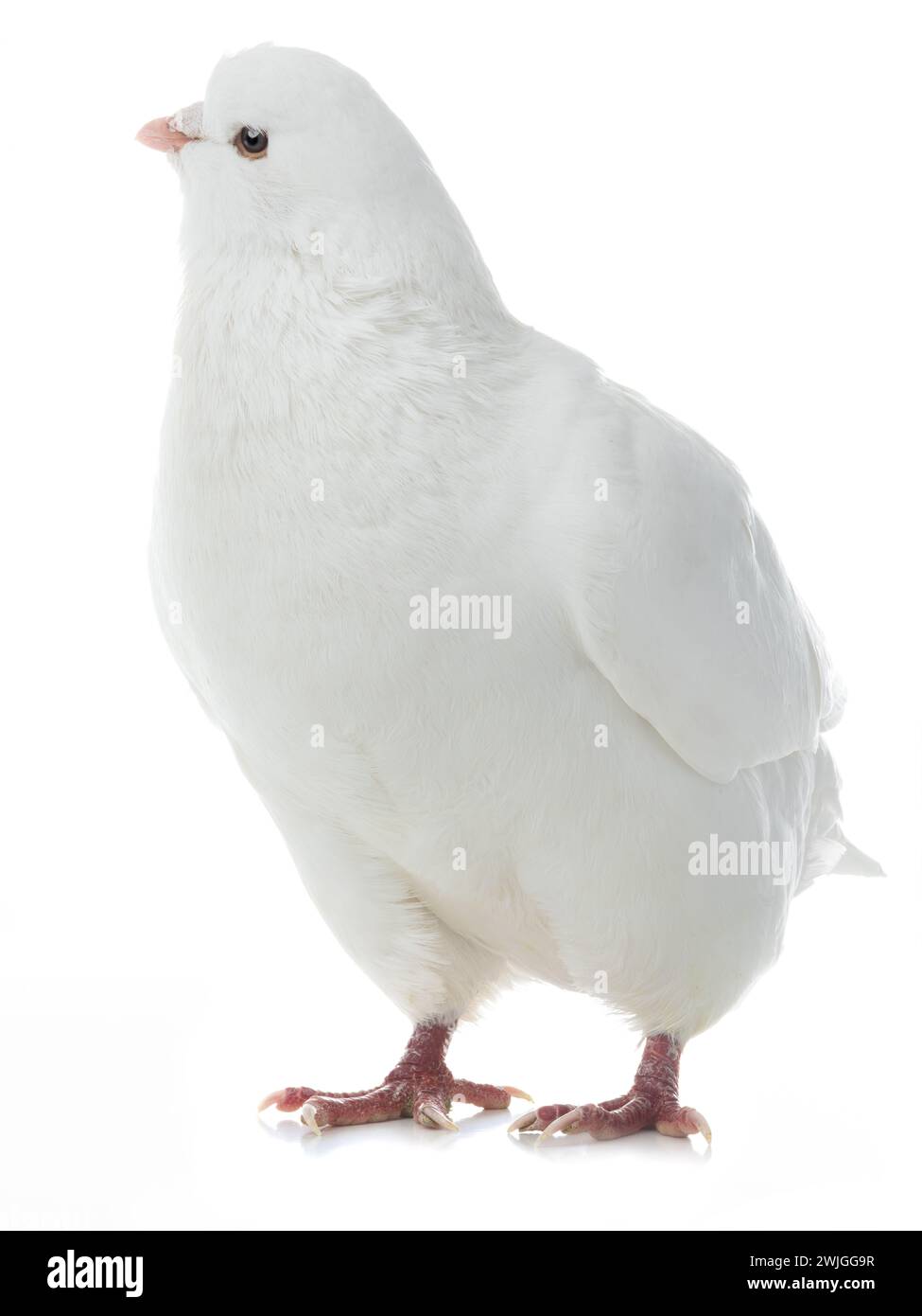 dove va isolata su uno sfondo bianco Foto Stock