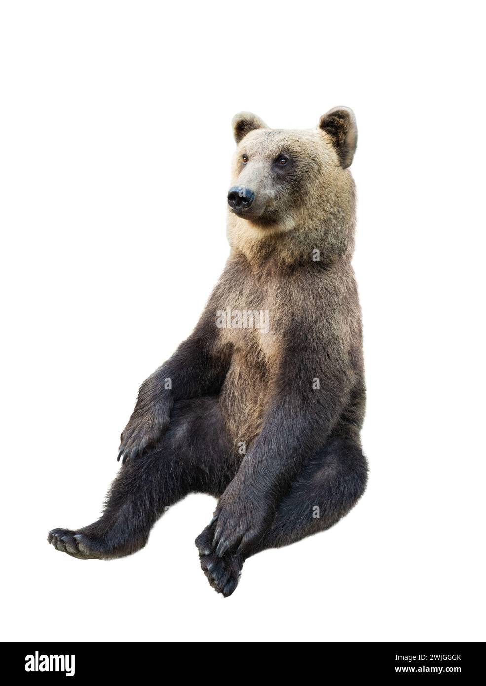 orso marrone su sfondo bianco Foto Stock