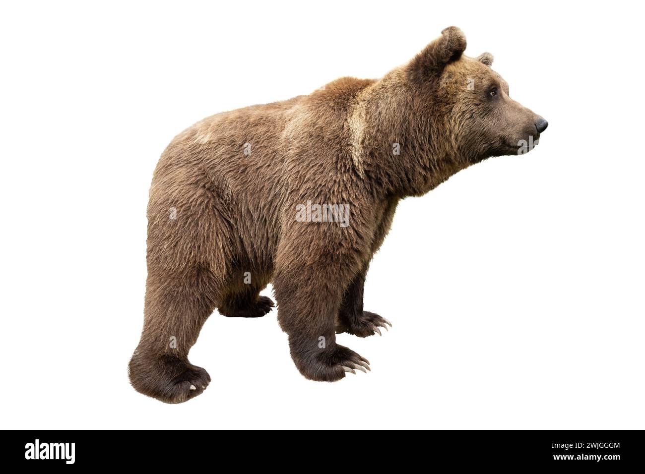 orso marrone su sfondo bianco Foto Stock