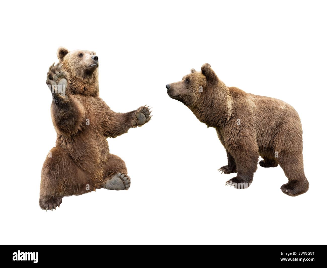 l'orso bruno sta sulle zampe posteriori e il secondo lo guarda su uno sfondo bianco Foto Stock