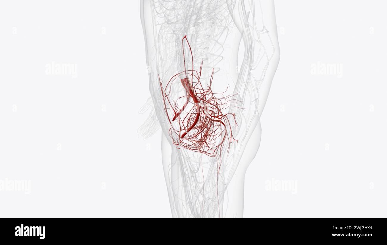 Arterie principali della pelvi: Illustrazione 3d dell'arteria ombelicale iliaca interna Foto Stock