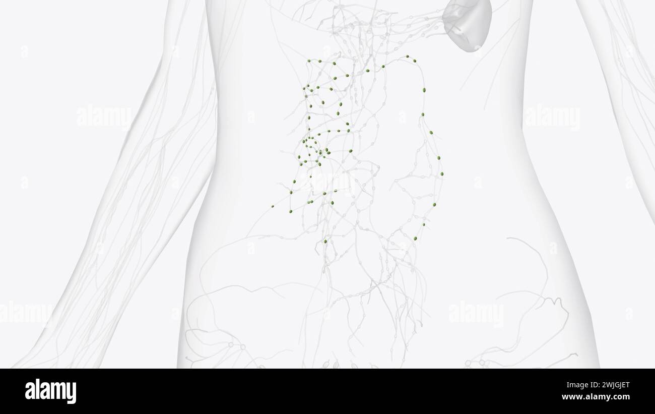 I linfonodi colici sono i linfonodi dell'intestino crasso, illustrazione 3d. Foto Stock