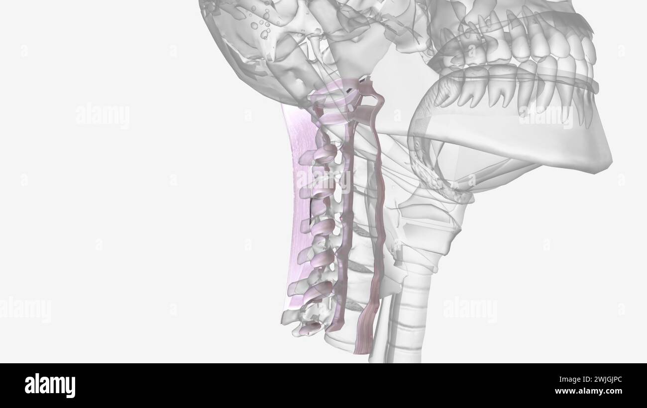 Tre dei legamenti più importanti della colonna vertebrale sono il legamento flavum, il legamento longitudinale anteriore e il longitudinale posteriore Foto Stock