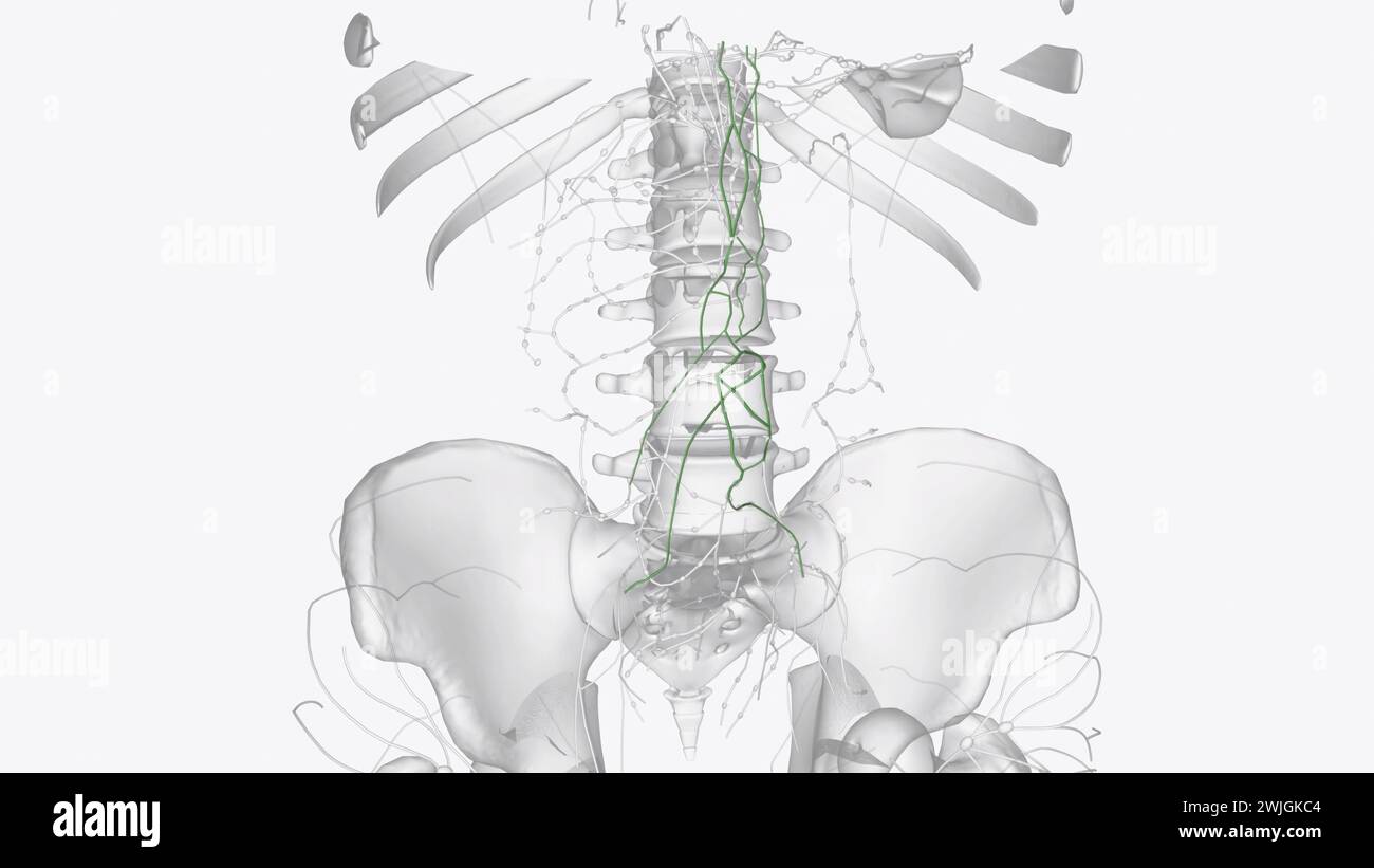 Linfonodi e vasi linfatici nella regione dello stomaco e dell'aorta, strutture dell'addome illustrazione 3d. Foto Stock