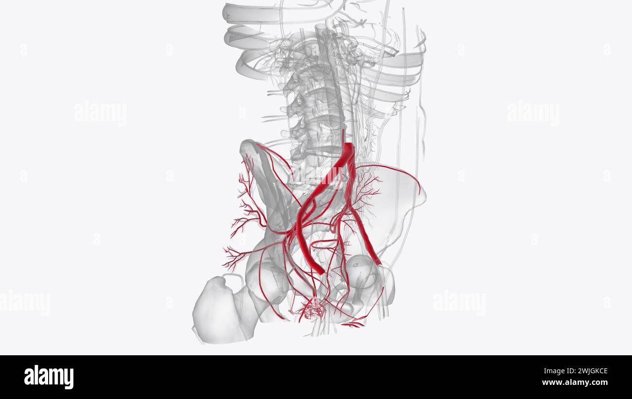 Arterie principali della pelvi: Illustrazione 3d dell'arteria ombelicale iliaca interna Foto Stock