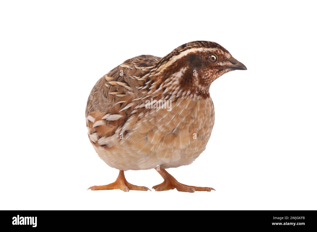 Quaglia selvatica ( Coturnix coturnix) isolata su sfondo bianco in studio Foto Stock