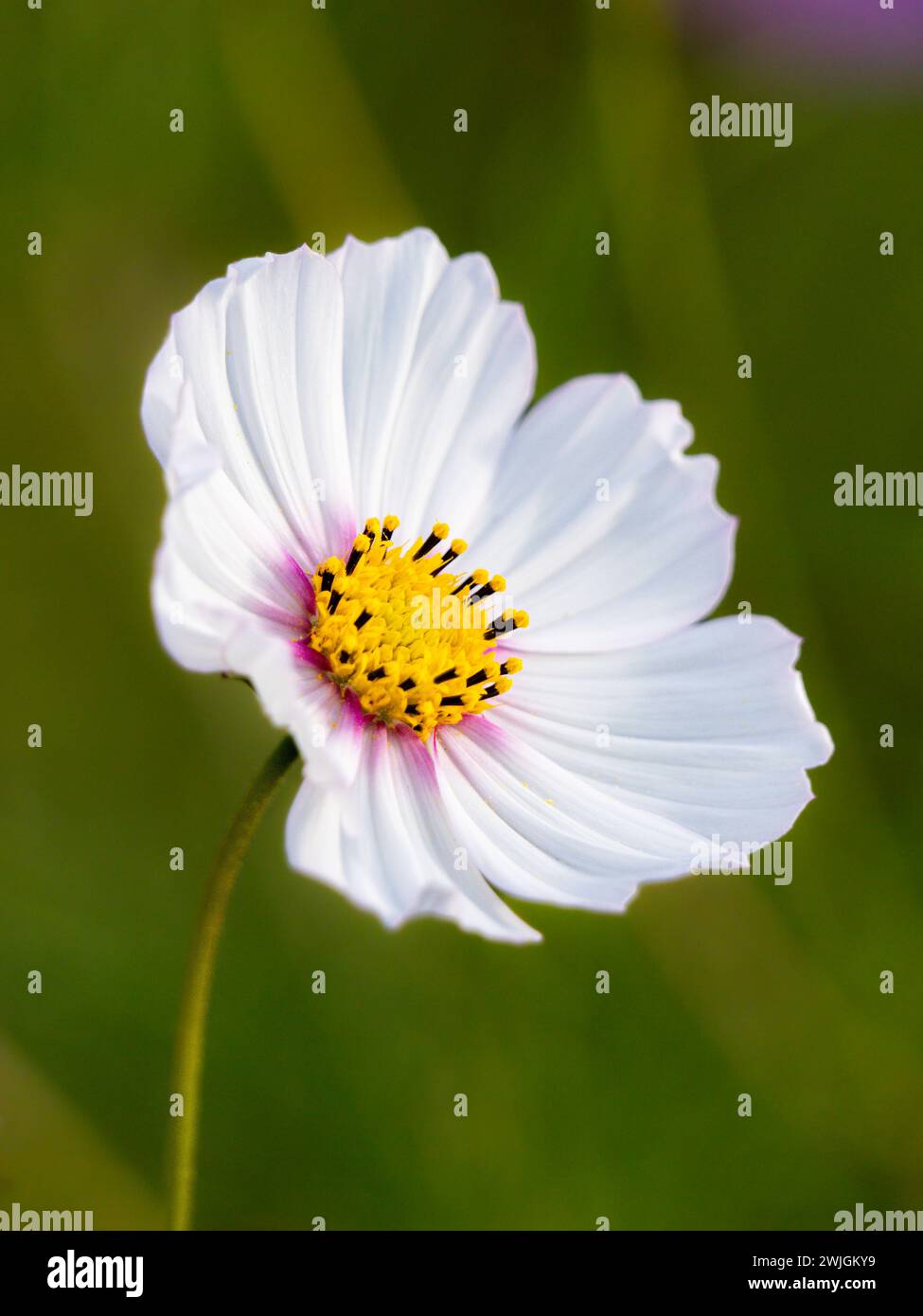 primo piano di un fiore bianco con stelo Foto Stock