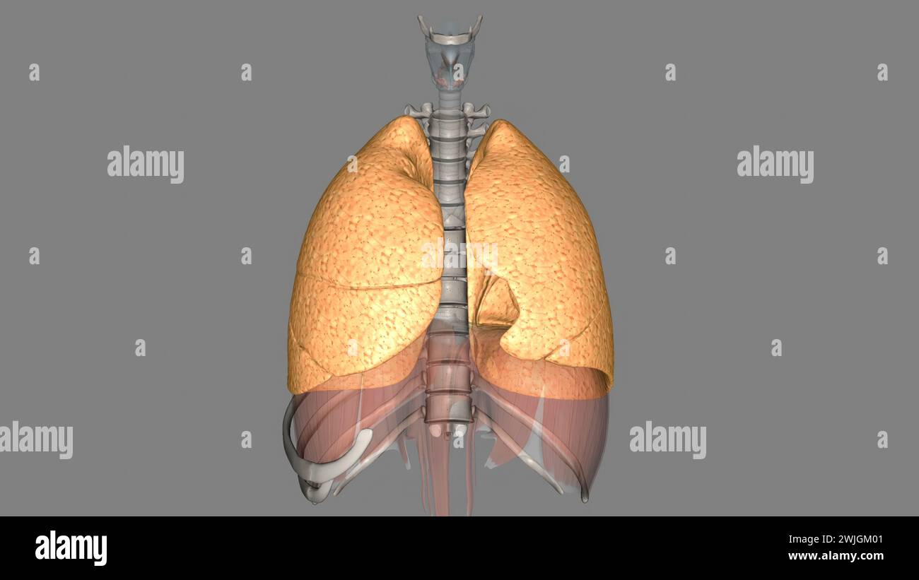 La funzione del polmone è quella di ottenere ossigeno dall'aria al sangue, eseguita dall'illustrazione alveoli3d Foto Stock