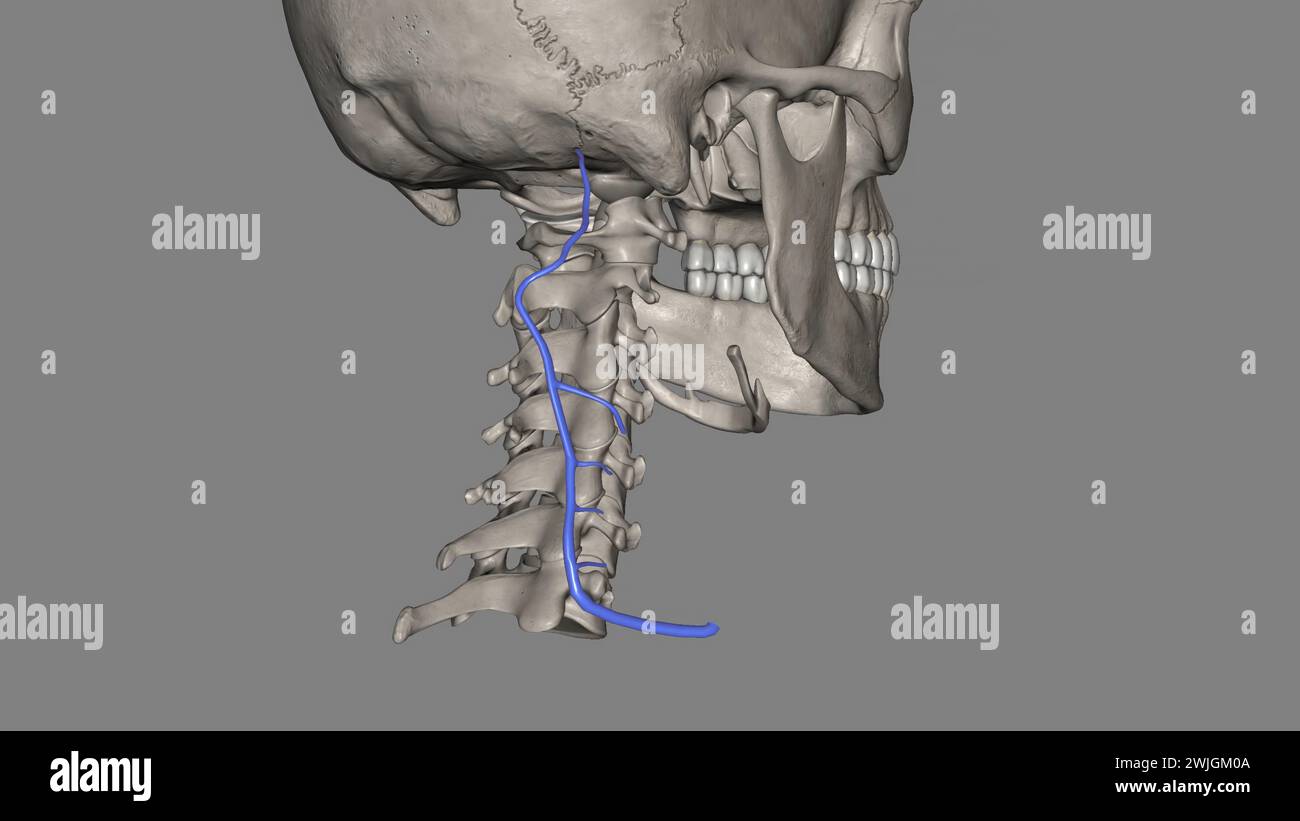 La vena cervicale profonda (vena cervicale profonda posteriore o posteriore) accompagna la sua arteria tra le Semispinales capitis e i colli 3d illu Foto Stock