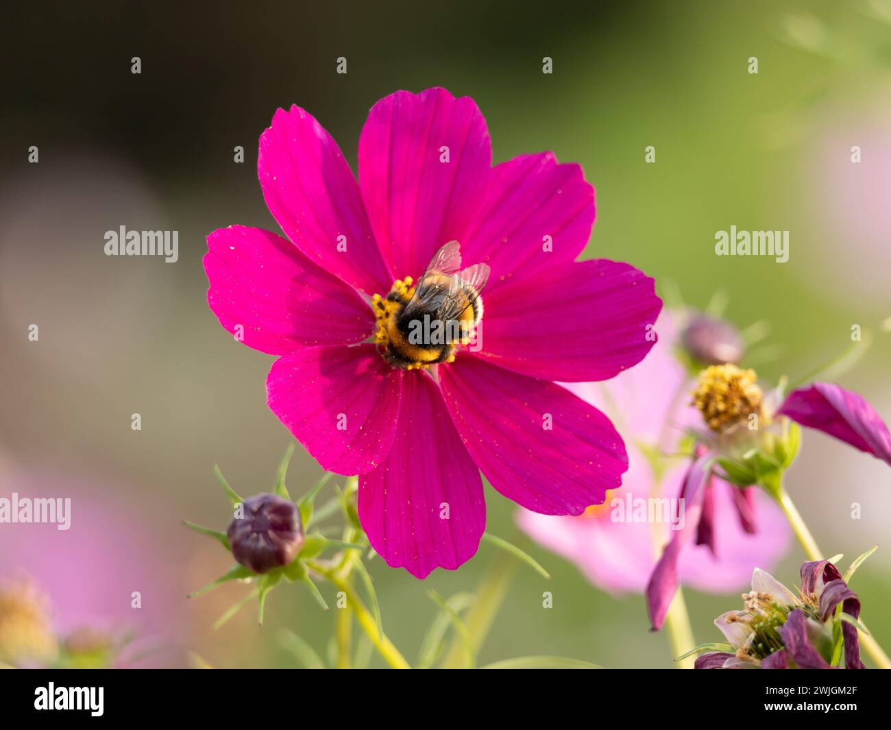 fiore rosa con bumblebee in natura Foto Stock