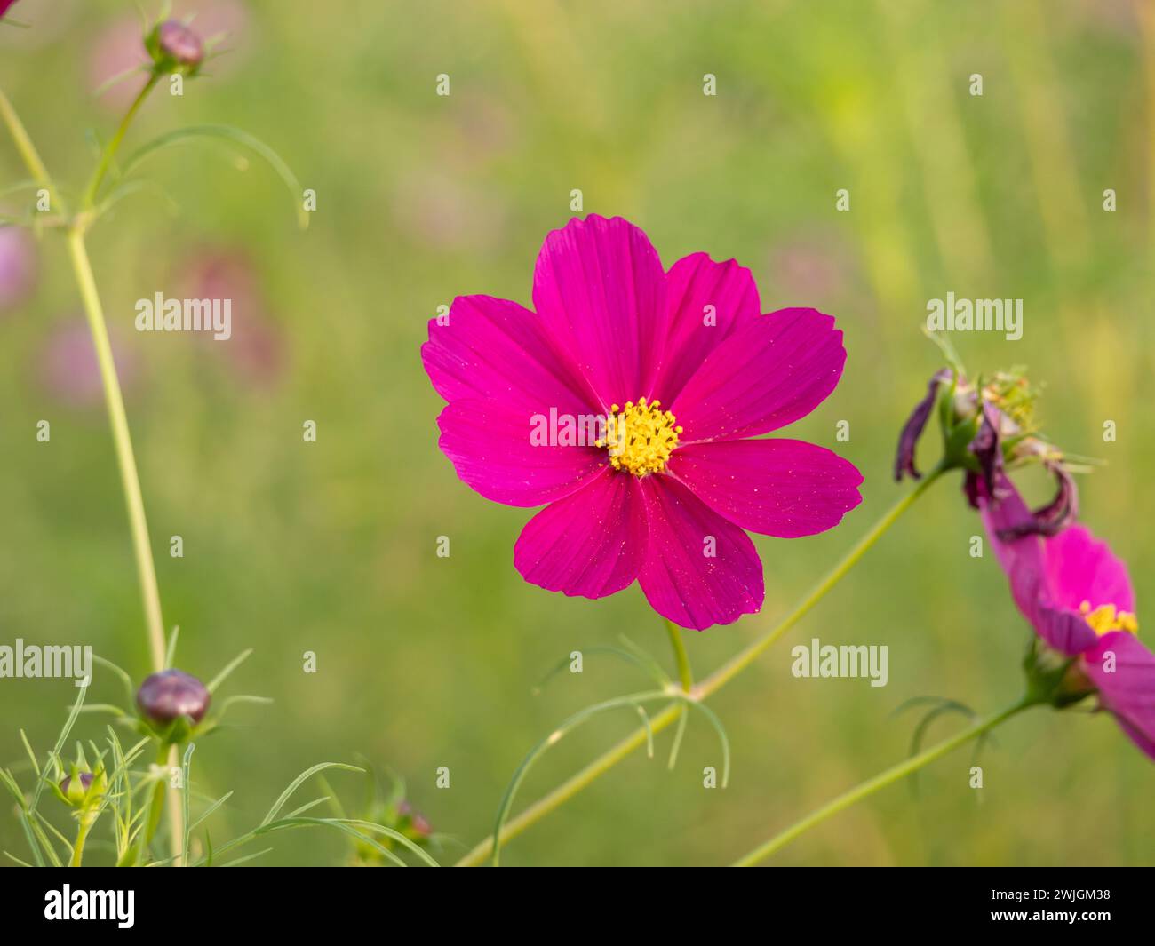 bellissimo petalo rosa su sfondo verde Foto Stock