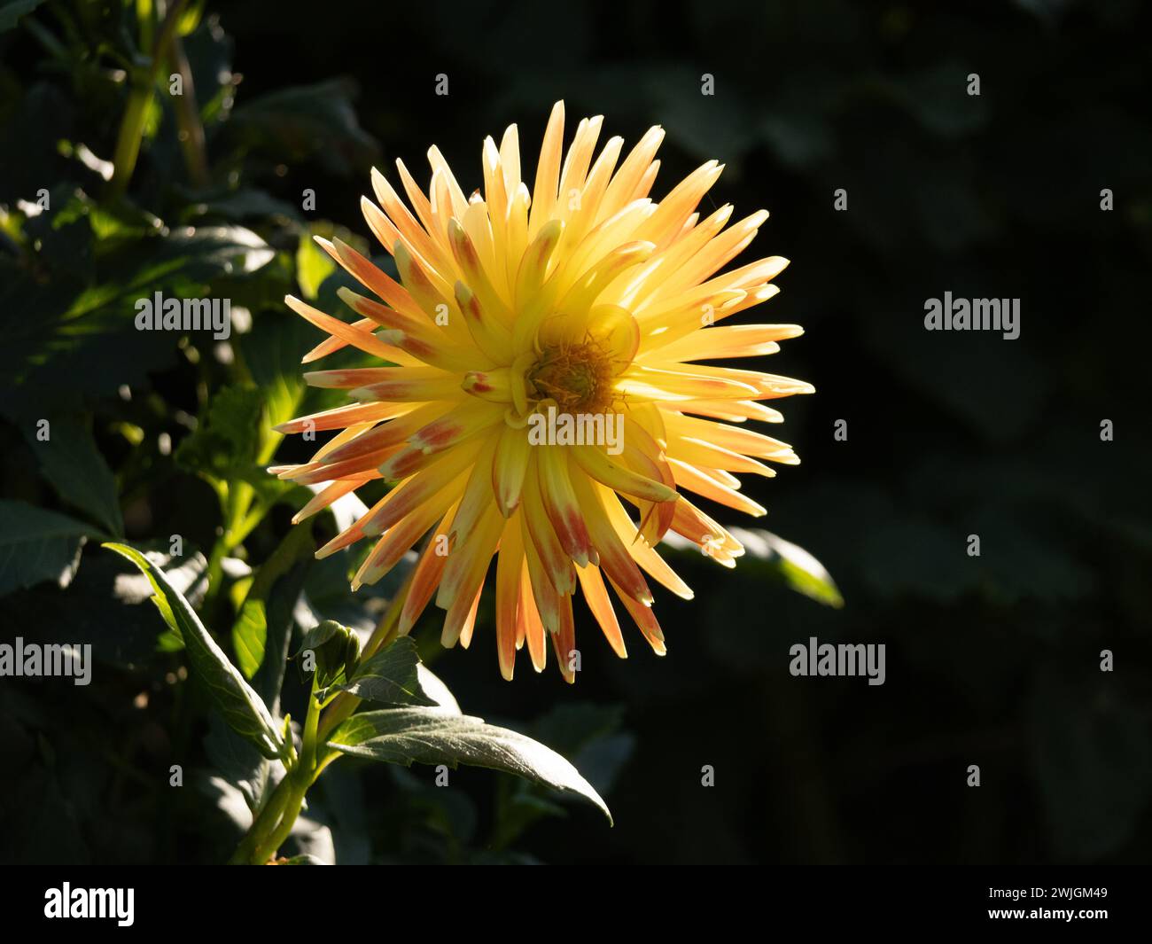 fiore giallo in una giornata di sole Foto Stock