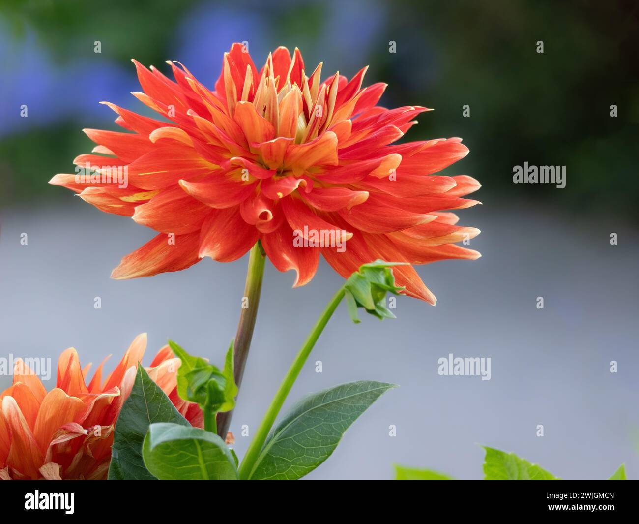 bella sensazione di vedere una bella dahlia arancione Foto Stock