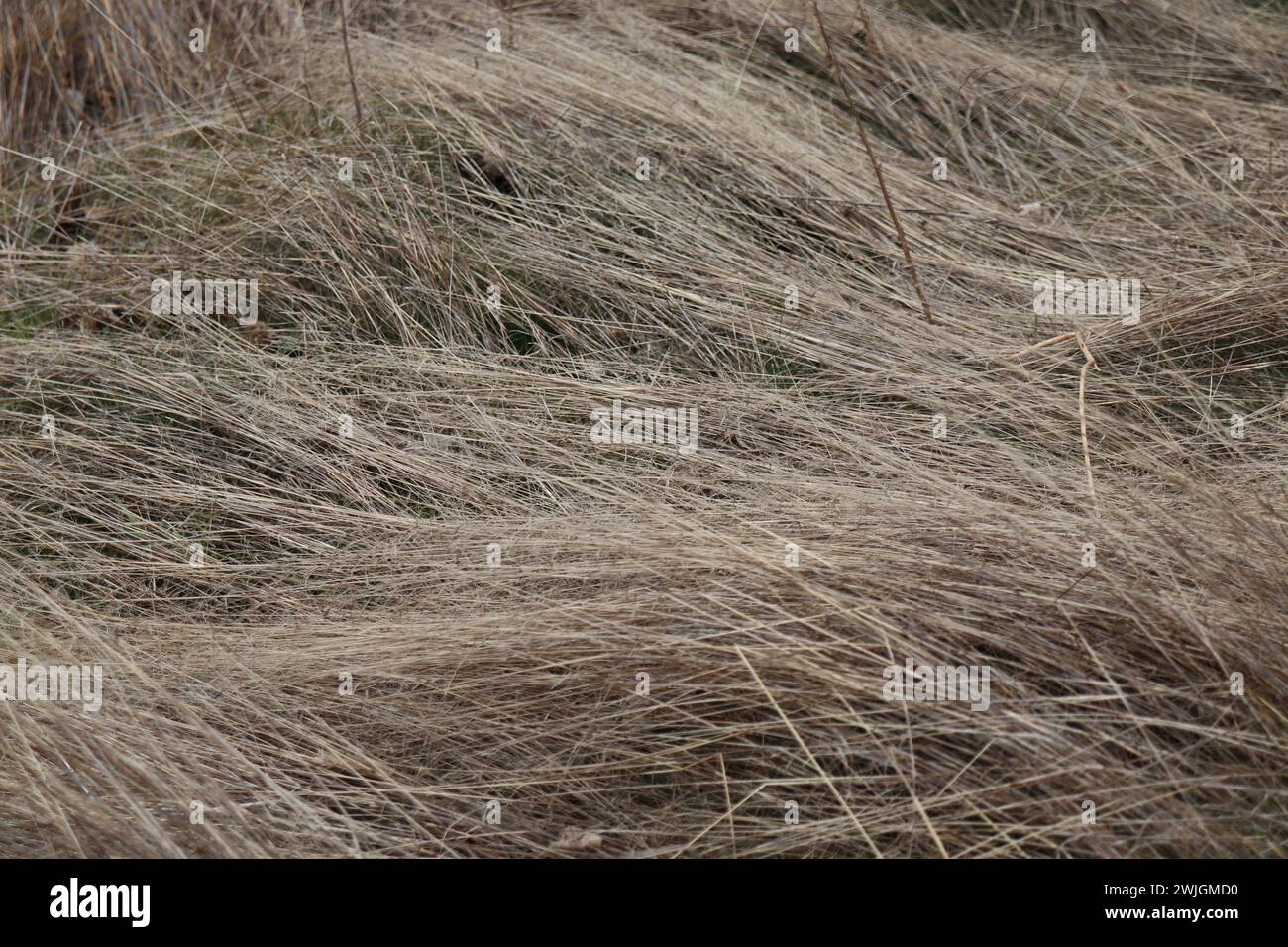 Pflanzen im Wald Foto Stock