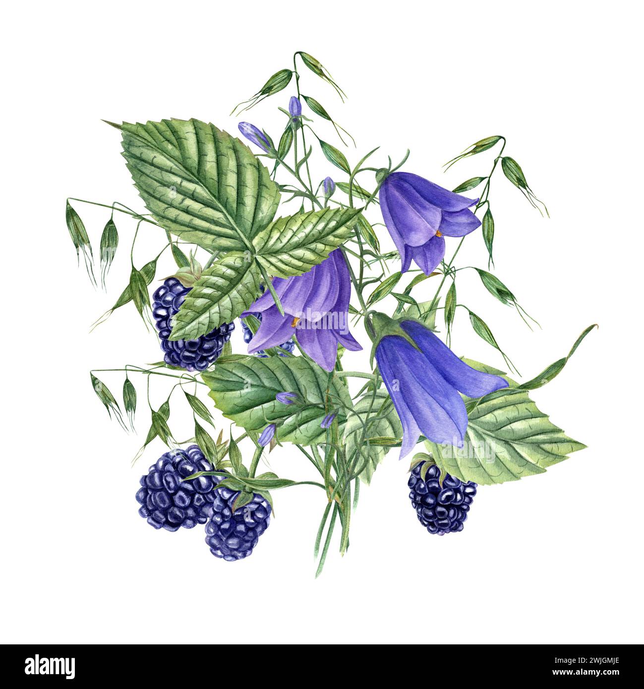 Bouquet con Blackberries, campanelli blu, avena selvatica. Piante di prato e frutti di bosco. Campanula, avena. Dewberry, bramble. Illustrazione acquerello Foto Stock