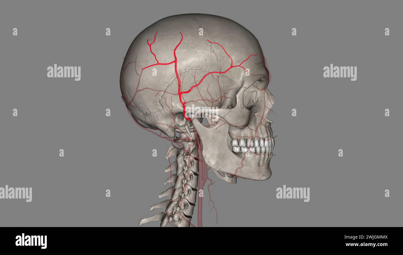 L'arteria temporale superficiale è un ramo terminale dell'arteria carotide esterna, che si trova nell'illustrazione 3d del collo Foto Stock