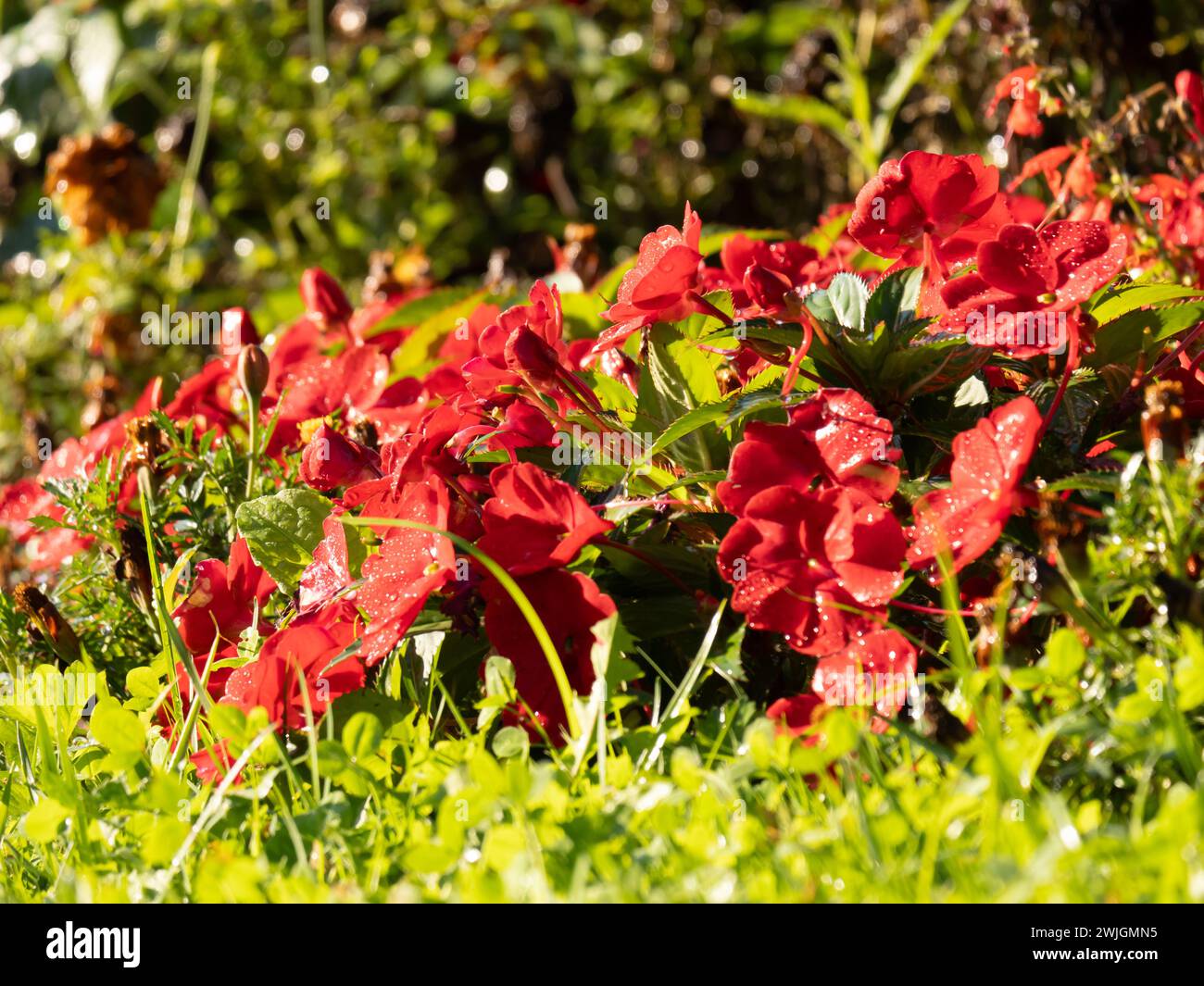 fiori bagnati in una giornata di sole nella natura Foto Stock