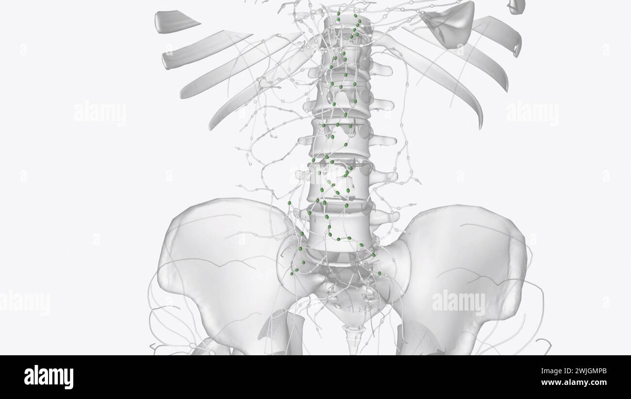 I linfonodi periaortici (noti anche come lombari) sono un gruppo di linfonodi che si trovano davanti alle vertebre lombari vicino all'aorta Foto Stock