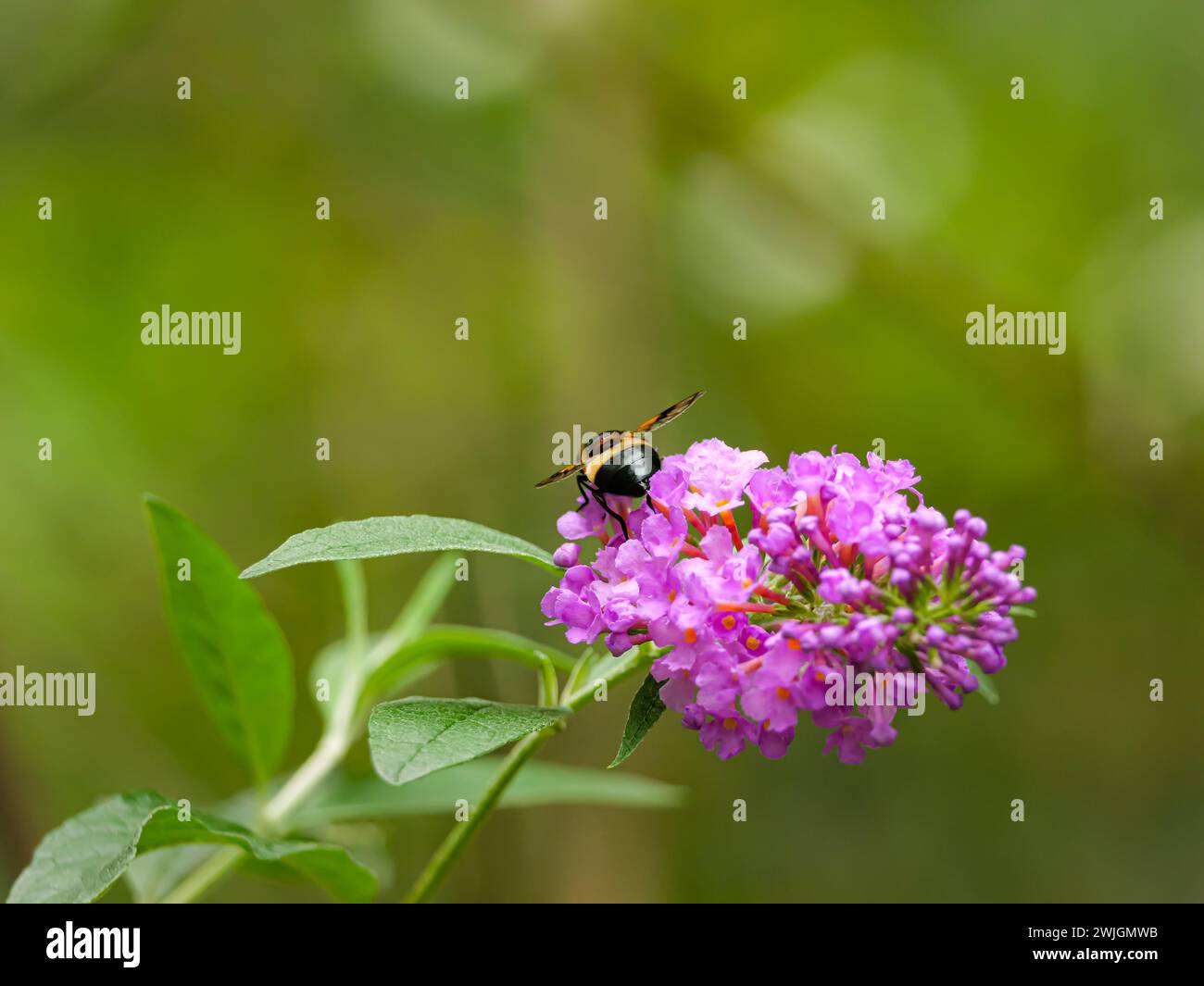 gli insetti si stendono con le ali aperte su un fiore rosa Foto Stock