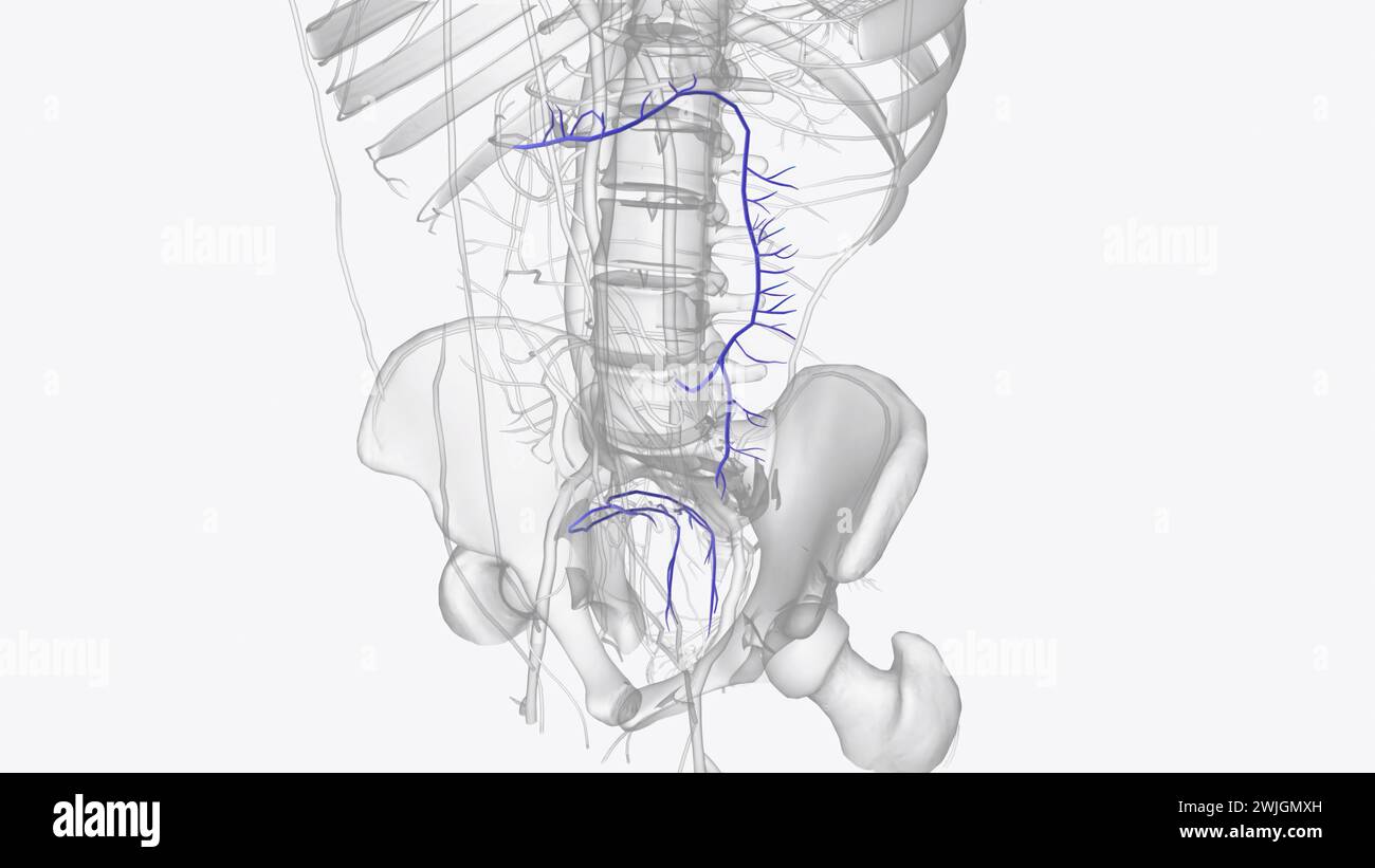 Illustrazione 3d dei rami della vena mesenterica inferiore Foto Stock