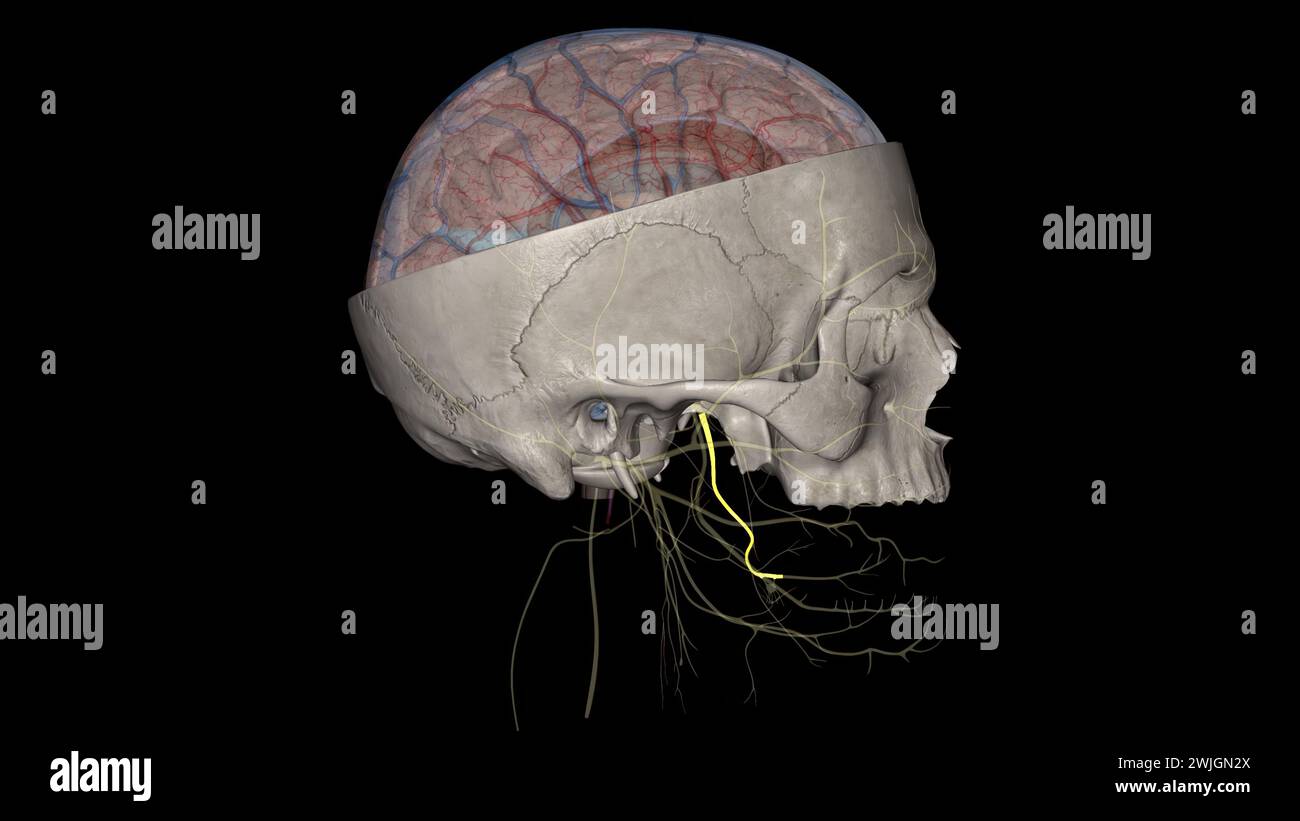 Il nervo linguale porta innervazione sensoriale dai due terzi anteriori della lingua . Foto Stock