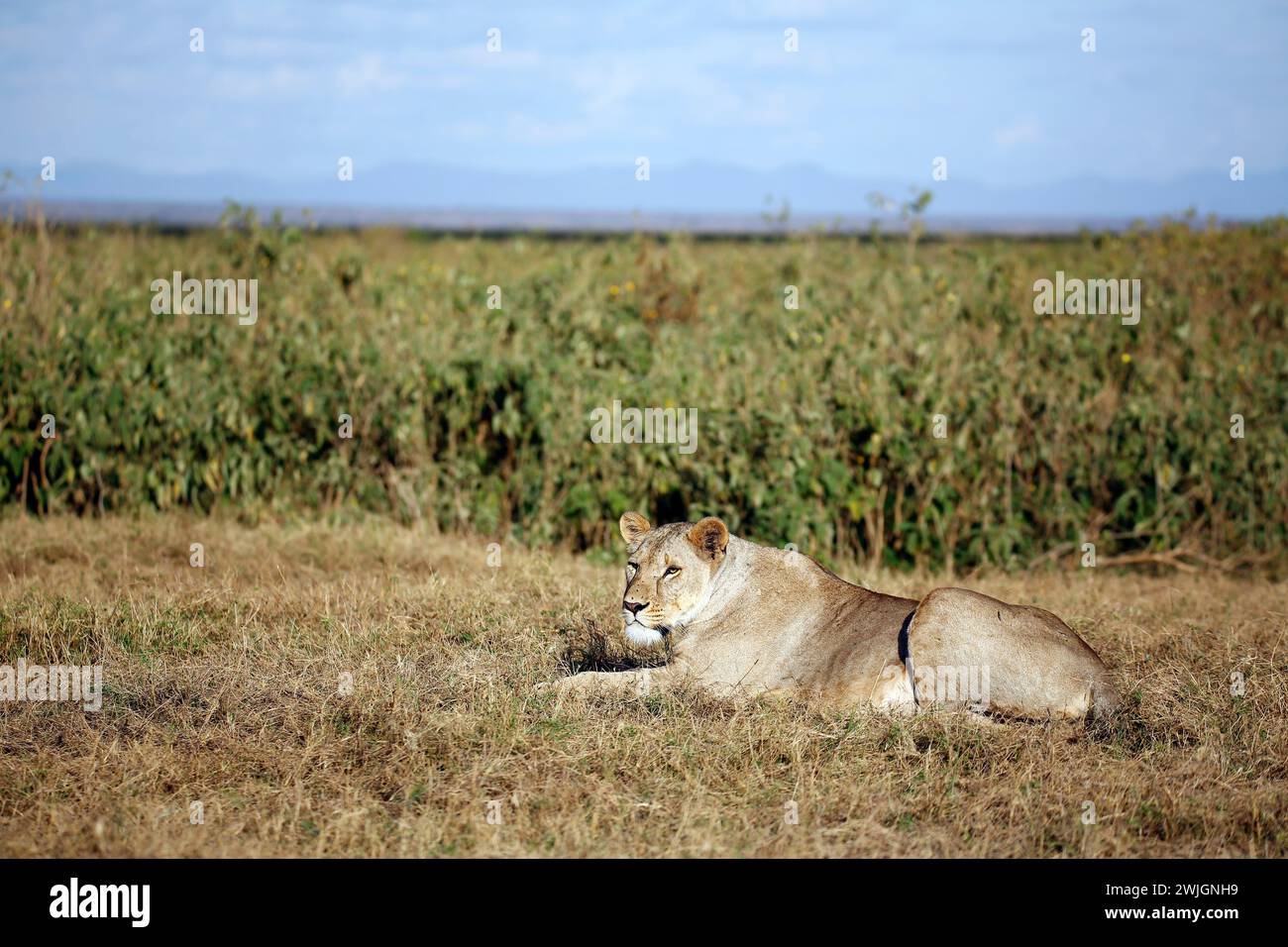 Lioness che riposa a Grass. Amboseli, Kenya Foto Stock