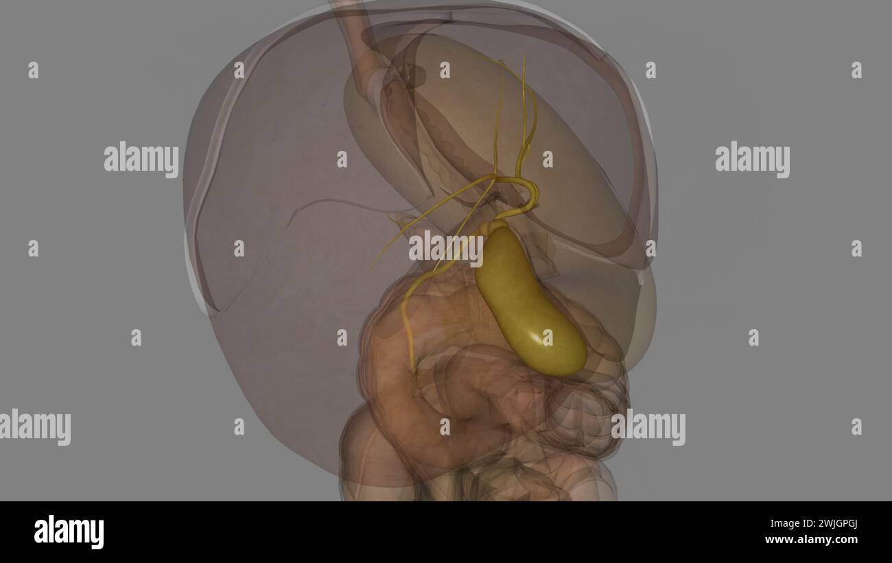 la colecisti è un piccolo organo a forma di pera sul lato destro dell'addome, proprio sotto il fegato illustrazione 3d. Foto Stock