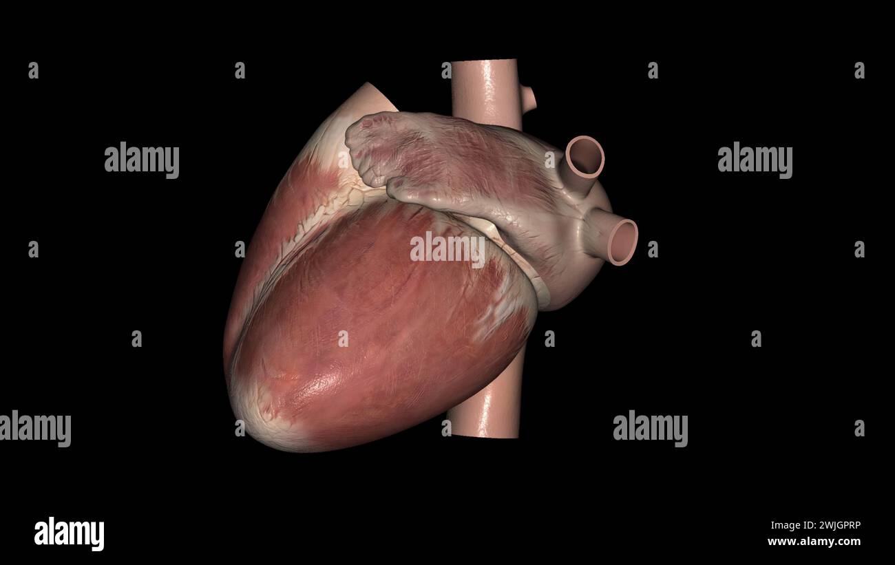 Il cuore è un organo muscolare nella maggior parte delle animali3d illustrazione questo organo pompa il sangue attraverso i vasi sanguigni del sistema circolatorio illustrazione 3d Foto Stock