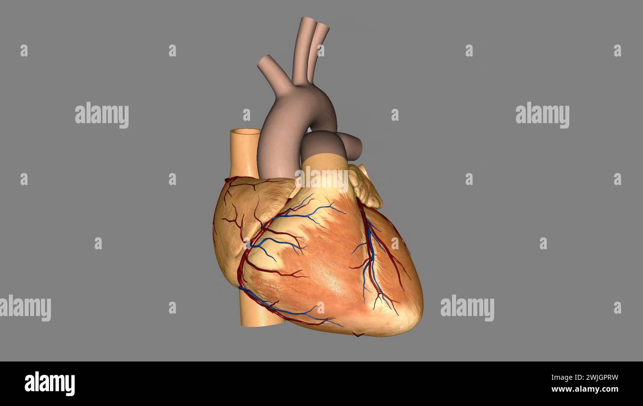 Il cuore è un organo muscolare nella maggior parte delle animali3d illustrazione questo organo pompa il sangue attraverso i vasi sanguigni del sistema circolatorio 3d illustratio Foto Stock