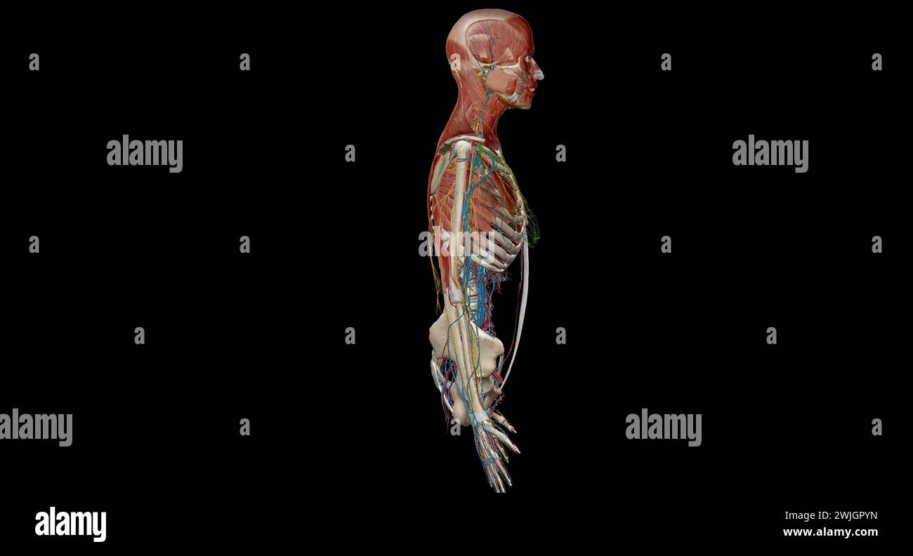 Corpo anatomico umano. Rendering 3d scheletrico, organo, vascolare, linfatico e sistema nervoso Foto Stock