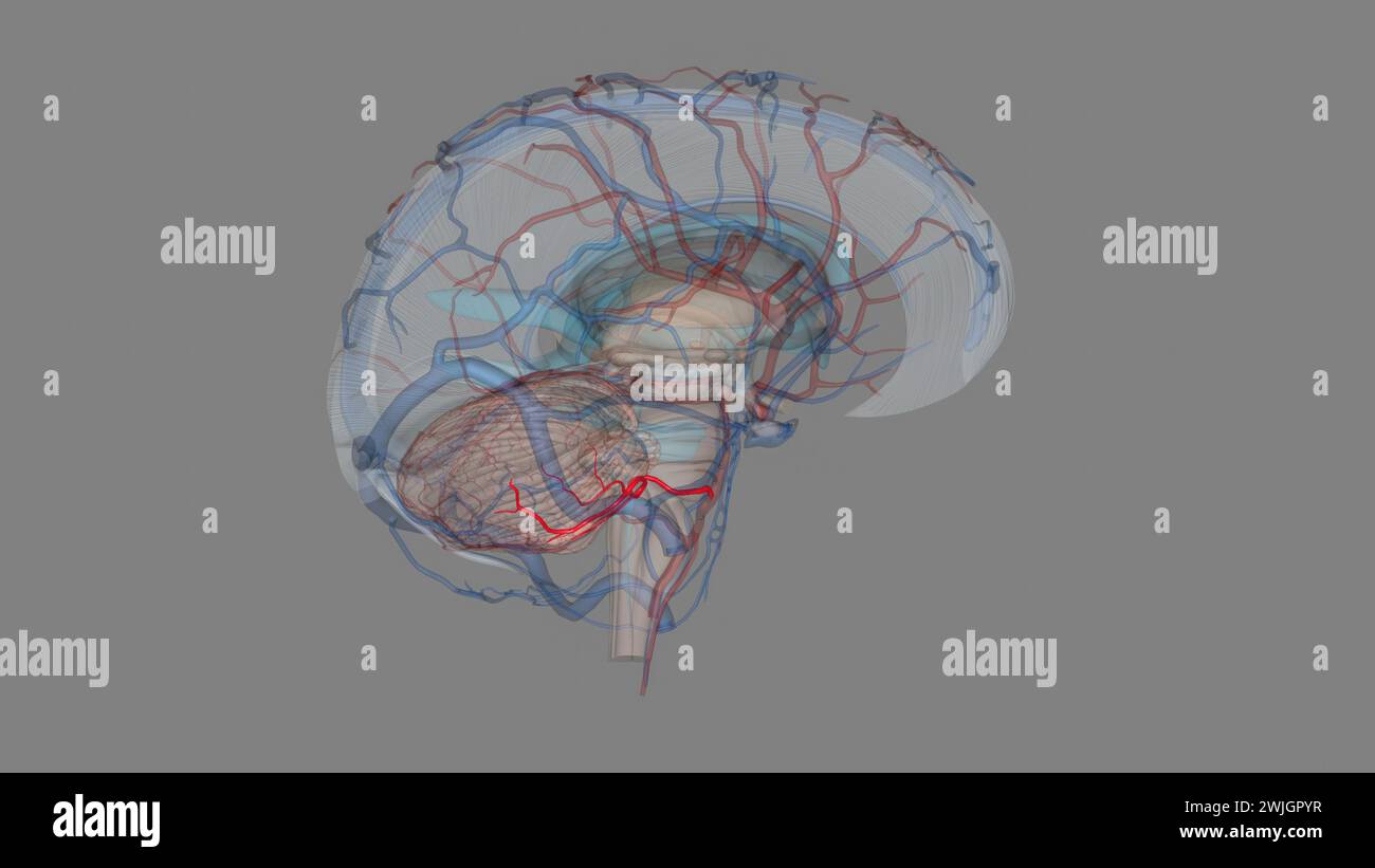 Illustrazione 3d dell'arteria cerebellare inferiore anteriore Foto Stock