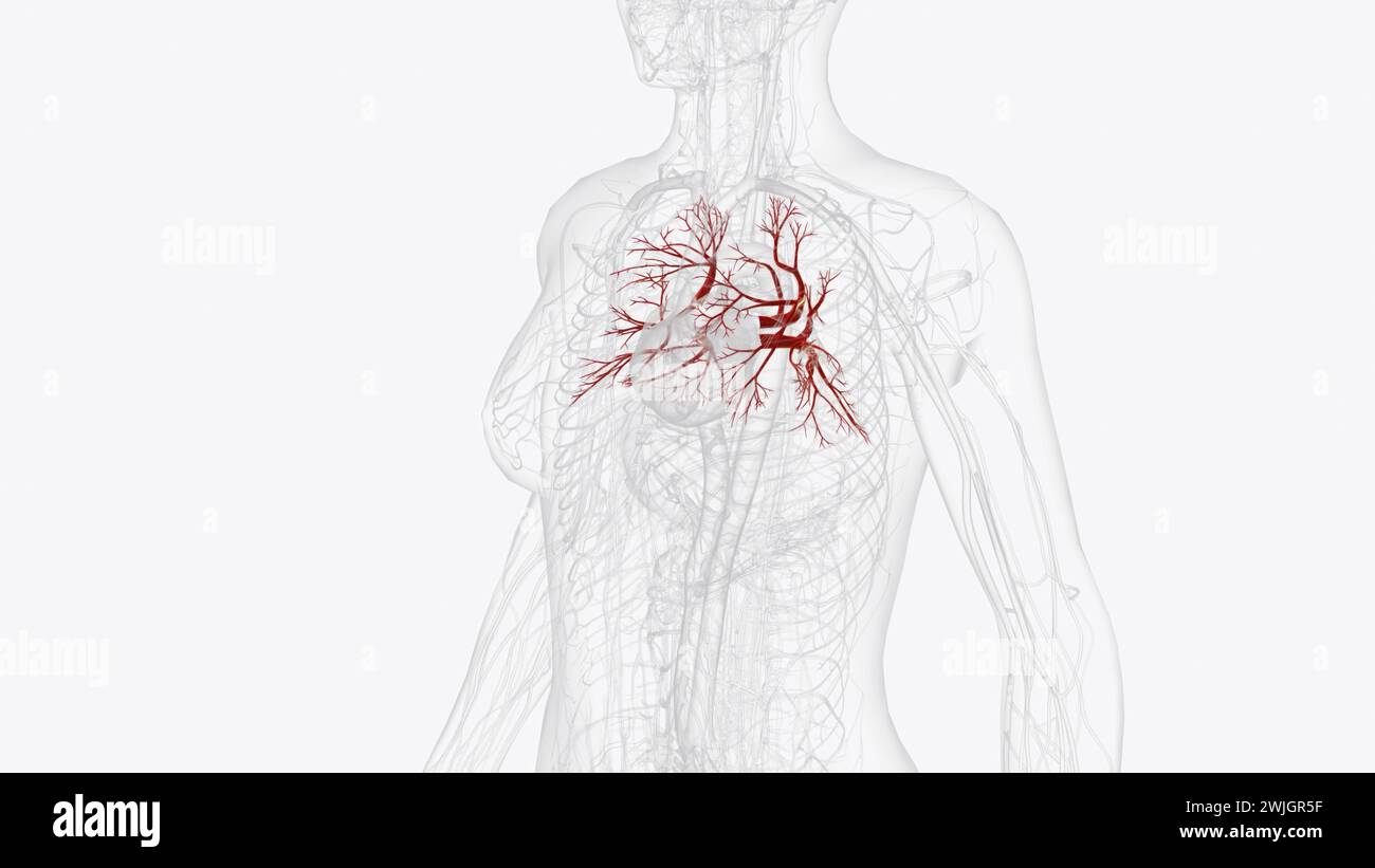 Le vene polmonari sono vasi sanguigni che trasportano sangue ricco di ossigeno dai polmoni al cuore illustrazione 3d. Foto Stock