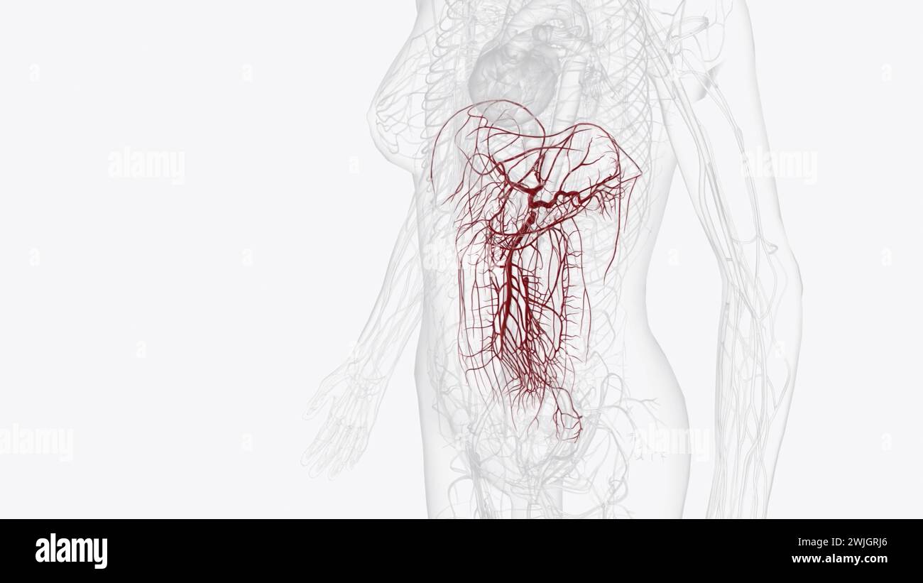 Arterie dell'addome anteriore 3d medico Foto Stock