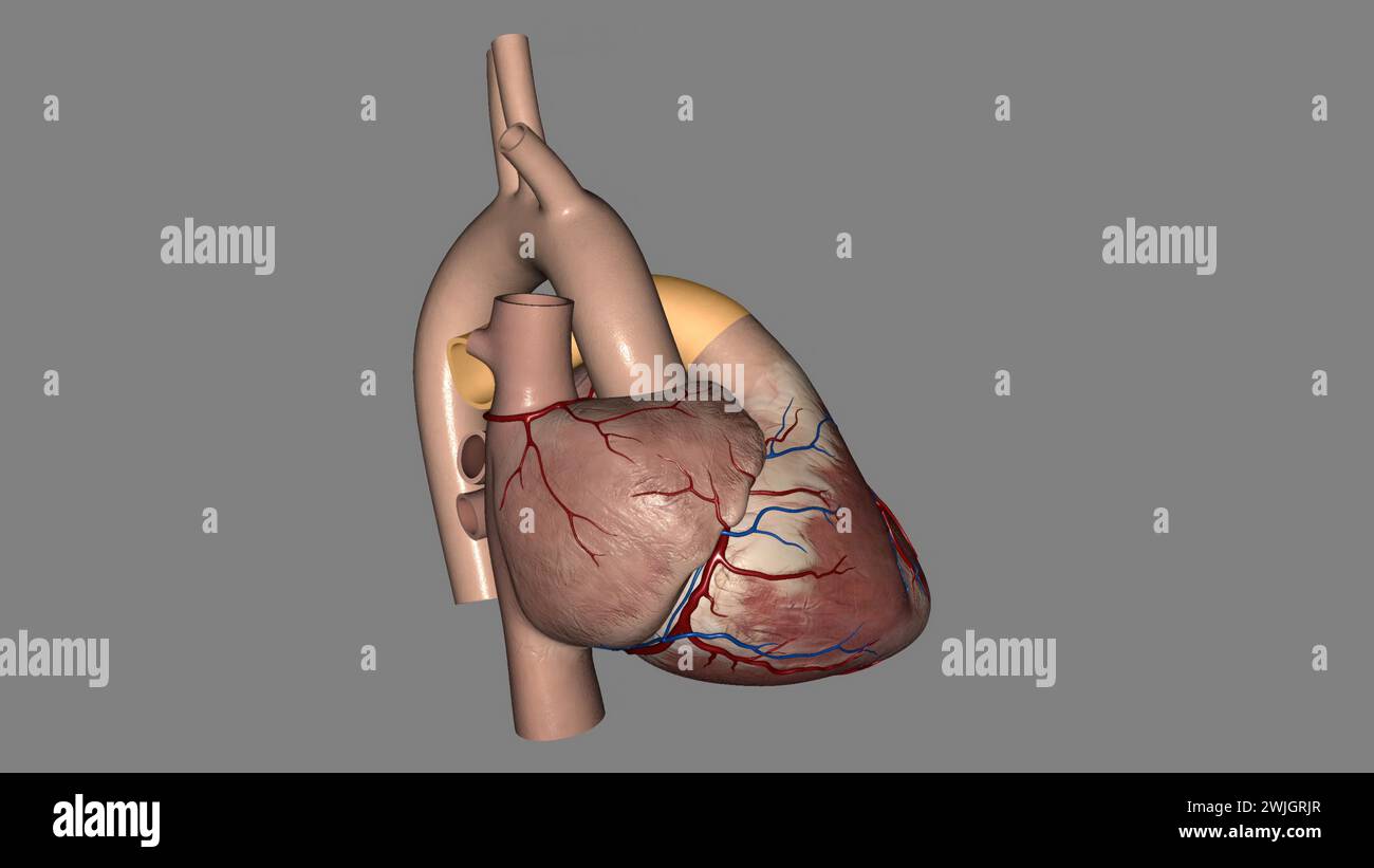 le arterie polmonari trasportano il sangue dal cuore ai polmoni illustrazione 3d. Foto Stock