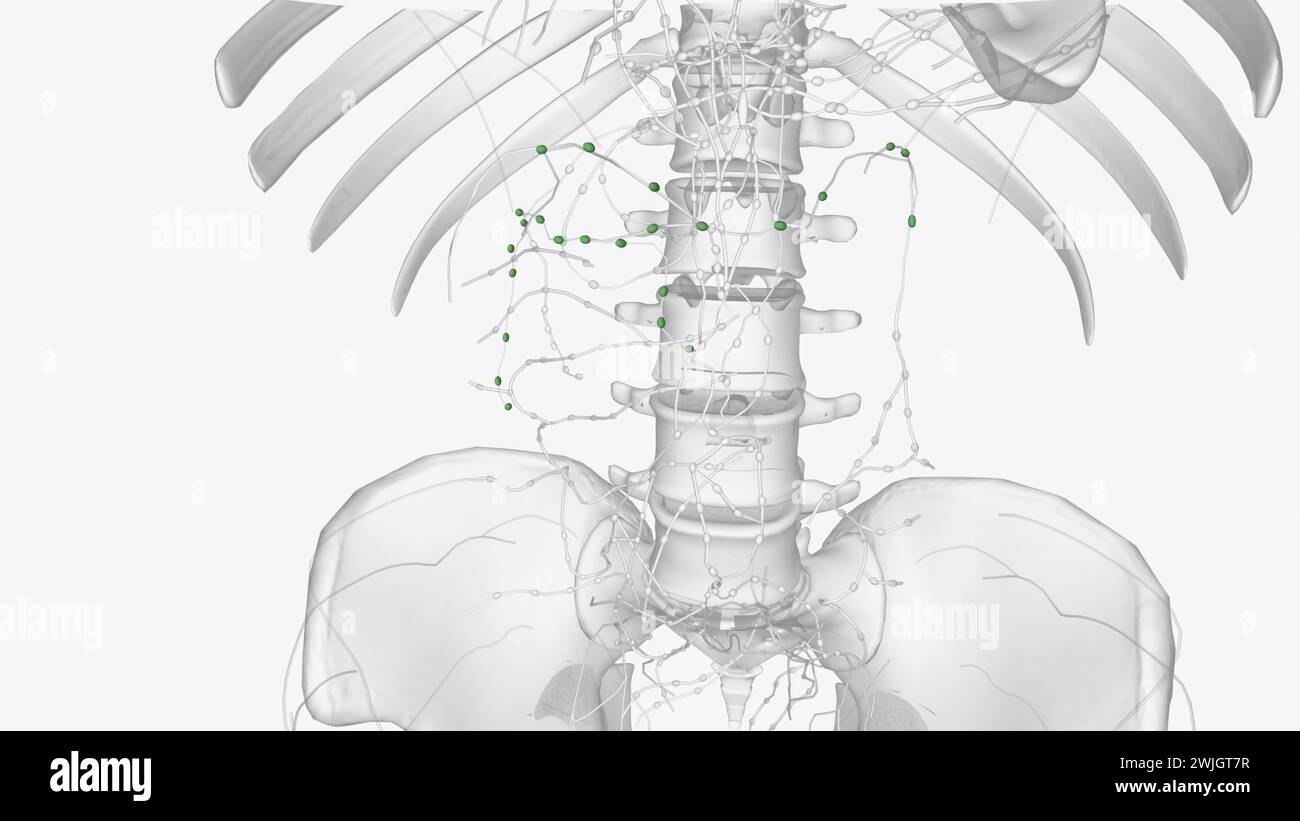 I linfonodi colici sono i linfonodi dell'intestino crasso, illustrazione 3d. Foto Stock