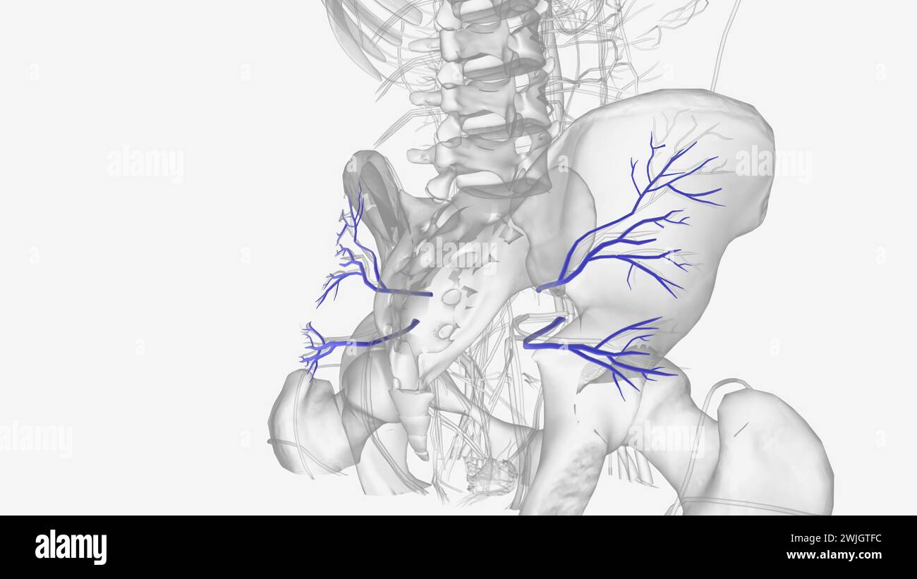 le vene glutee inferiori sono vene comitantes dell'illustrazione 3d dell'arteria glutea inferiore Foto Stock