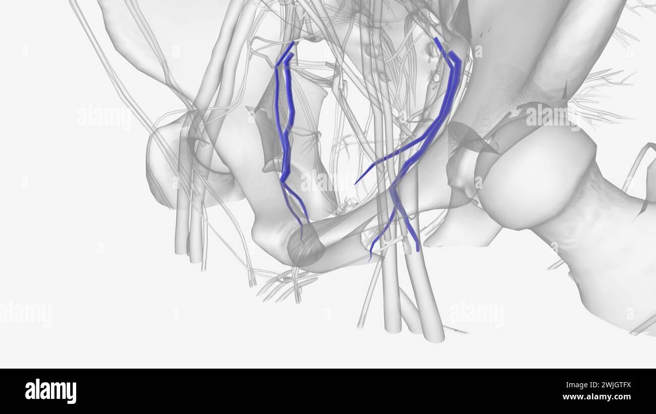 La vena dell'otturatore inizia nella parte superiore della regione adduttore della coscia 3d Medical Foto Stock