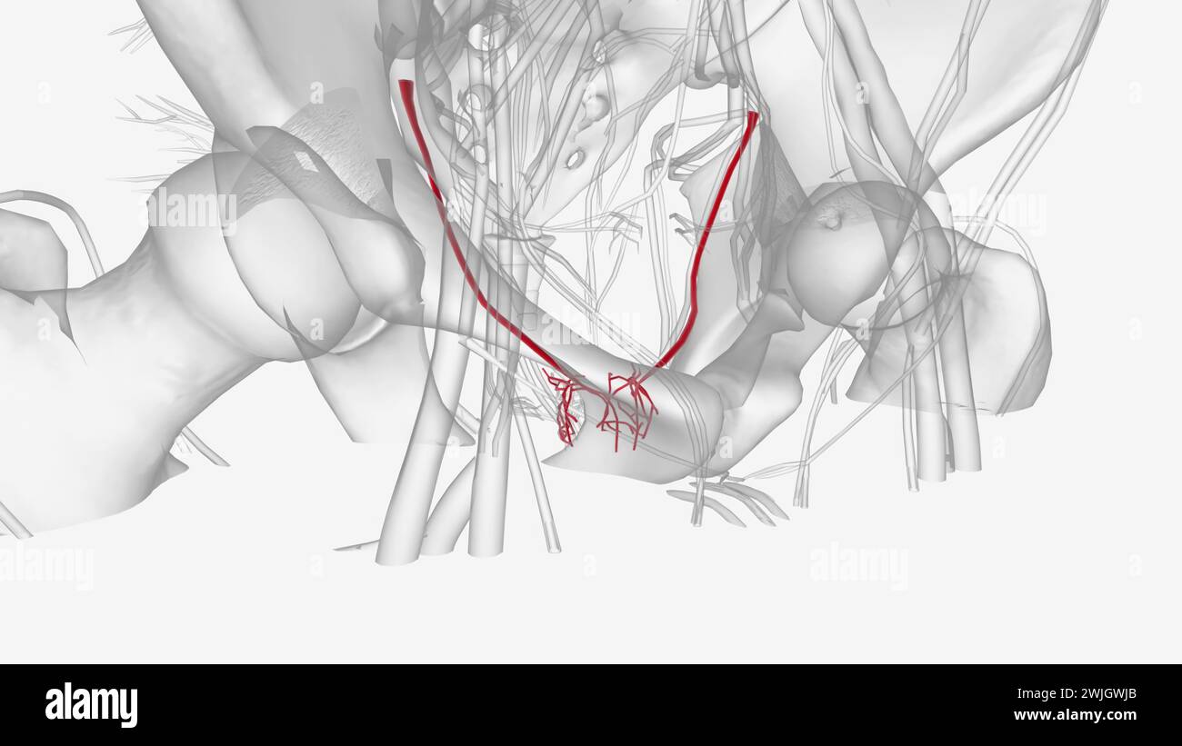 L'arteria vesica inferiore si ramifica al fondo per fornire l'alimentazione al fondo vescicale e al trigone, così come l'illustrazione 3d degli ureteri adiacenti Foto Stock