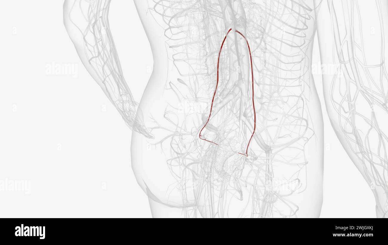 L'arteria ovarica sorge anterolateralmente dall'aorta appena inferiore alle arterie renali e superiore all'arteria mesenterica inferiore Foto Stock