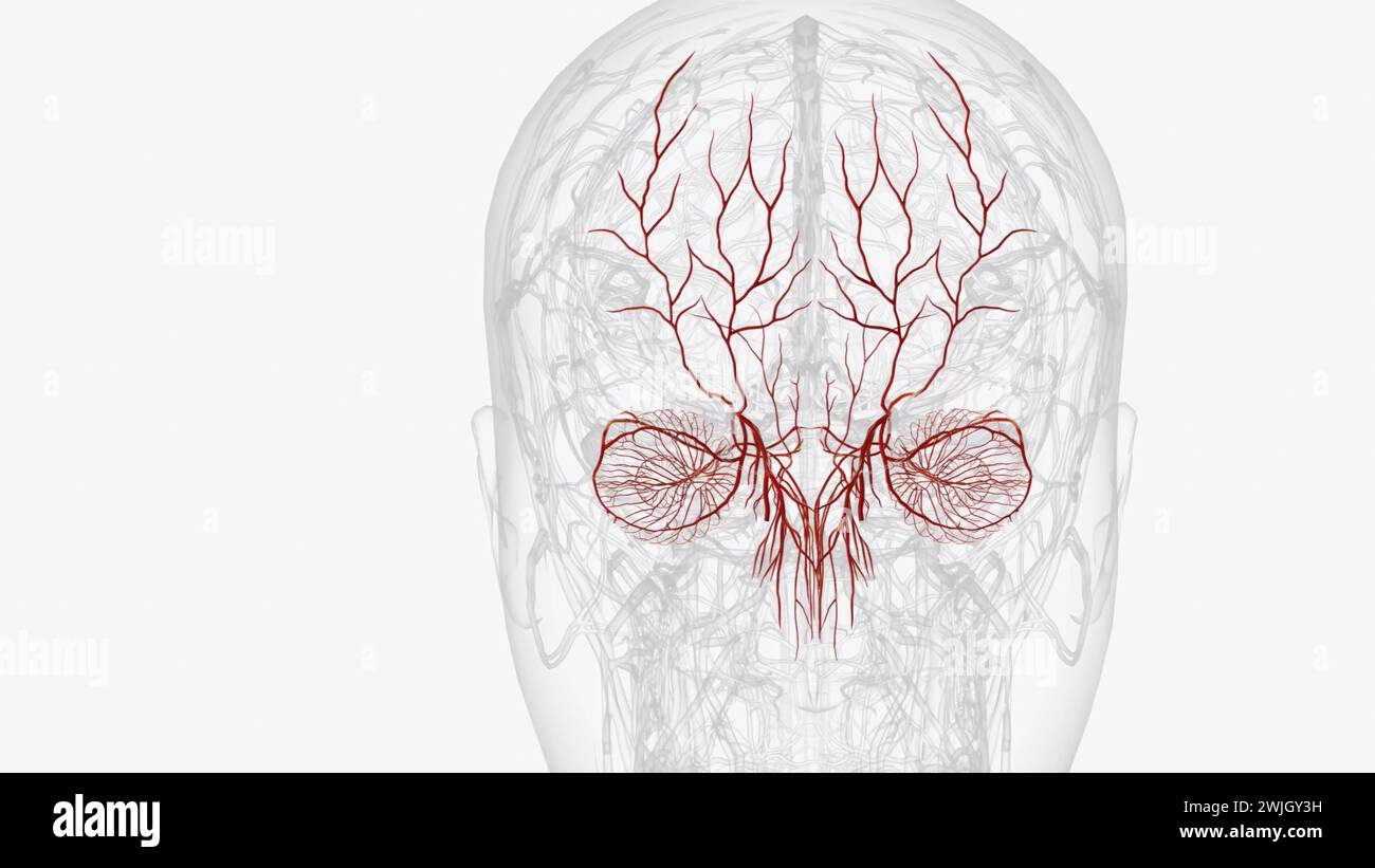 I due rami terminali dell'arteria oftalmica sono l'arteria supratrocleare e l'illustrazione 3d dell'arteria nasale dorsale Foto Stock