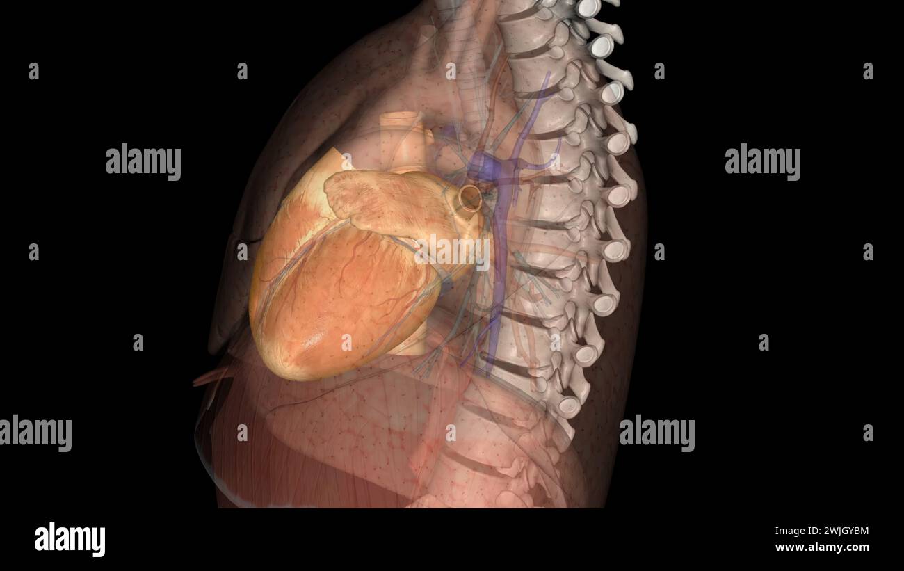 Il cuore è un organo muscolare nella maggior parte delle animali3d illustrazione questo organo pompa il sangue attraverso i vasi sanguigni del sistema circolatorio illustrazione 3d Foto Stock