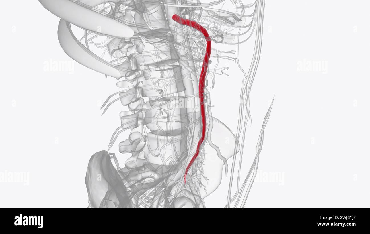 L'arteria mesenterica superiore fornisce sangue al pancreas e alle parti dell'intestino tenue e dell'intestino crasso illustrazione 3d. Foto Stock