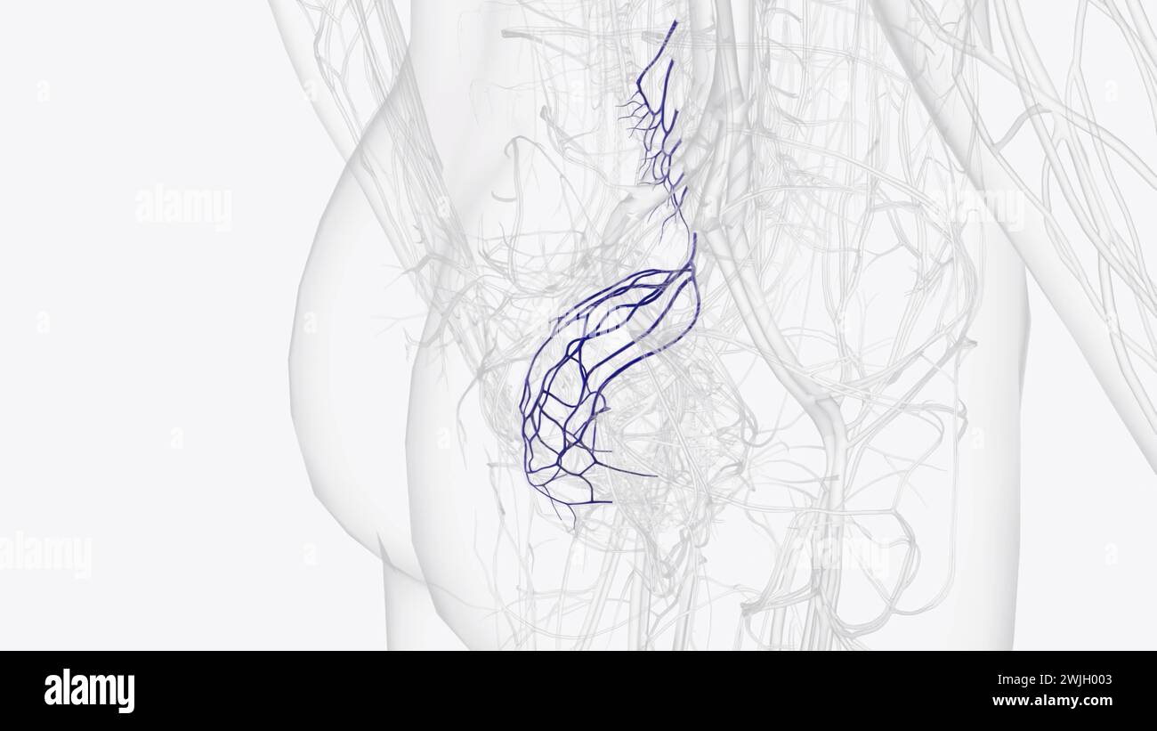 Illustrazione 3d dei rami della vena mesenterica inferiore Foto Stock