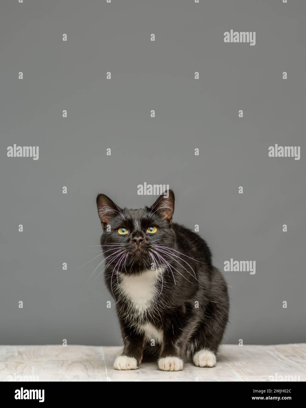 Foto in studio di un gatto bianco e nero di fronte alla fotocamera, accovacciato su un tavolo imbiancato. Visto su sfondo grigio. Foto Stock