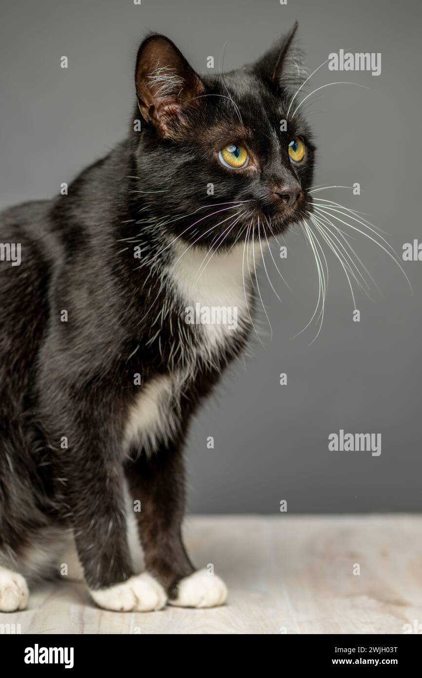 Foto in studio di un gatto adulto dai capelli corti in bianco e nero che guarda fuori dall'inquadratura, seduto su un tavolo imbiancato visto su uno sfondo grigio. Foto Stock